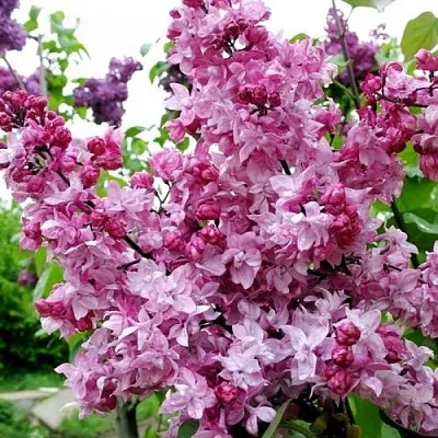 Сирень ОЛИМПИАДА КОЛЕСНИКОВА  Сирень ОЛИМПИАДА КОЛЕСНИКОВА в Уфе