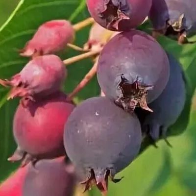 Ирга MANDAN в Уфе