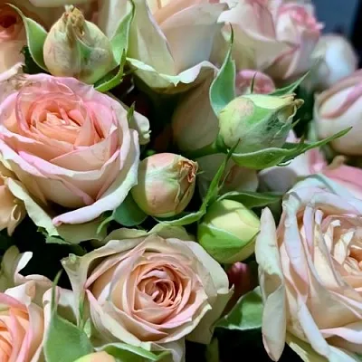 Саженцы роз АЗОРЕ спрей  Саженцы роз АЗОРЕ спрей в Уфе