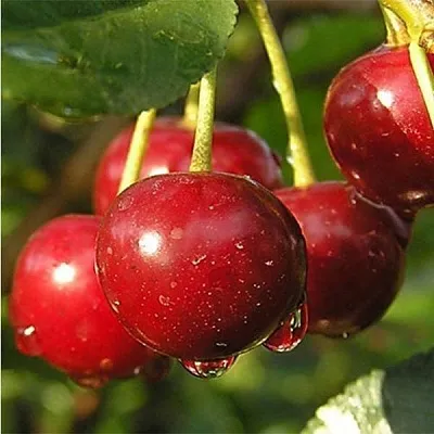 Дюк ПРЕВОСХОДНАЯ ВЕНЬЯМИНОВА  Дюк ПРЕВОСХОДНАЯ ВЕНЬЯМИНОВА в Уфе