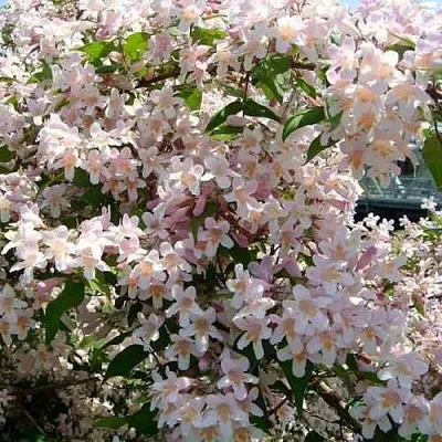 Кольквиция прелестная  Кольквиция прелестная в Уфе