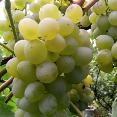 Виноград ТАЛИСМАН в Уфе