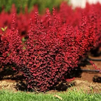 Барбарис ОРАНЖ РОКЕТ тунберга в Уфе