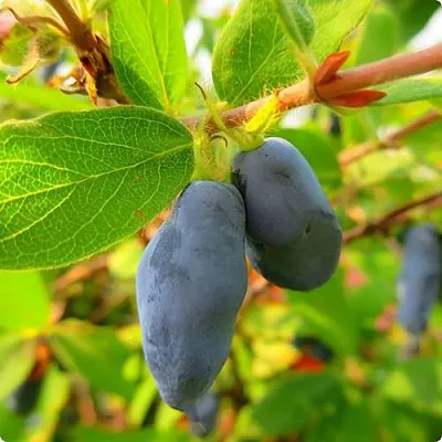 Жимолость съедобная БОРЕАЛ БЛИЗЗАРД (СЕВЕРНАЯ МЕТЕЛЬ)  Жимолость съедобная БОРЕАЛ БЛИЗЗАРД (СЕВЕРНАЯ МЕТЕЛЬ) в Уфе