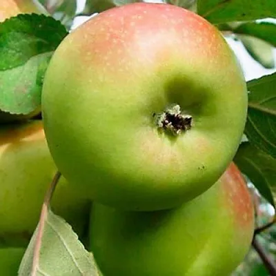 Яблоня БРАТ ЧУДНОГО стелющаяся в Уфе