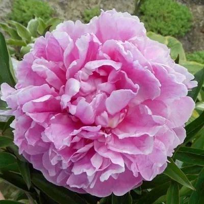 Пион РИМ травянистый  Пион РИМ травянистый в Уфе