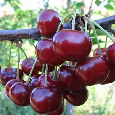 Дюк ИВАНОВНА  Дюк ИВАНОВНА в Уфе