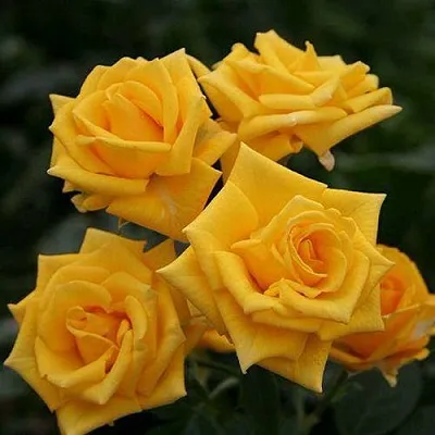 Саженцы роз ШАНИ спрей  Саженцы роз ШАНИ спрей в Уфе