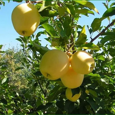 Яблоня ГОЛДЕН МИЛЛЕНИУМ  Яблоня ГОЛДЕН МИЛЛЕНИУМ в Уфе