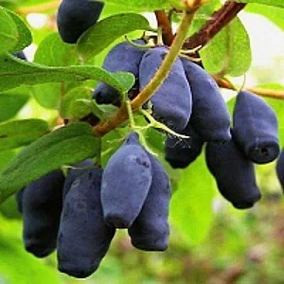 Жимолость съедобная МОСКОВСКАЯ  Жимолость съедобная МОСКОВСКАЯ в Уфе