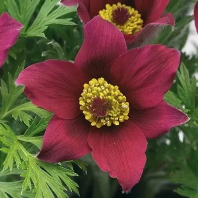 Прострел ПИНВИЛ РЕД ШЕЙДЕС в Уфе