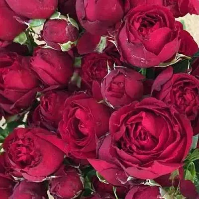 Саженцы роз РЕД БАБЛС спрей  Саженцы роз РЕД БАБЛС спрей в Уфе