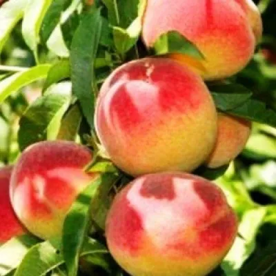 Персик НОВОСЕЛКОВСКИЙ в Уфе