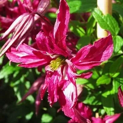 Клематис РОЗАЛИН в Уфе