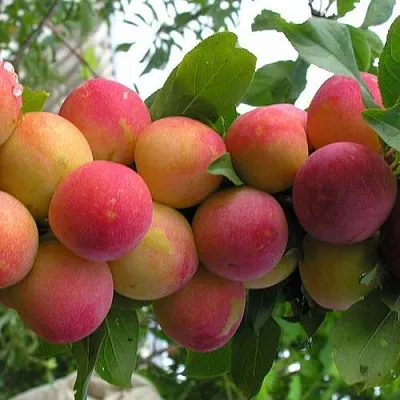 Слива СКОРОПЛОДНАЯ  Слива СКОРОПЛОДНАЯ в Уфе