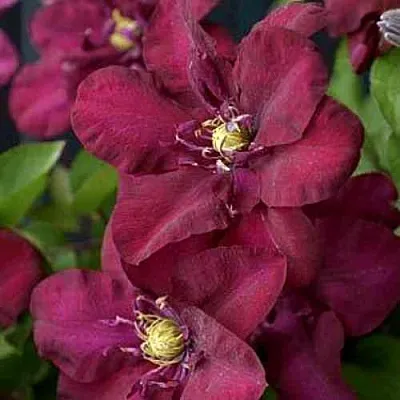 Клематис ЯН III СОБЕСКИ в Уфе