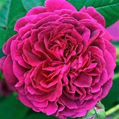 Саженцы роз ВИЛЬЯМ ШЕКСПИР английская  Саженцы роз ВИЛЬЯМ ШЕКСПИР английская в Уфе