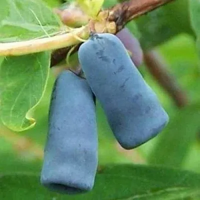 Жимолость съедобная ЗИНРИ  Жимолость съедобная ЗИНРИ в Уфе