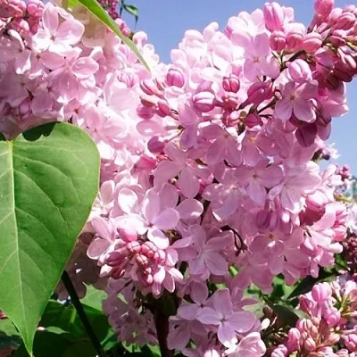 Сирень АДЕЛИНА  Сирень АДЕЛИНА в Уфе