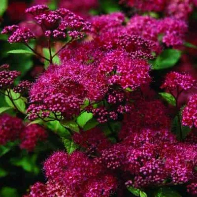 Спирея АНТОНИ ВАТЕРЕР японская  Спирея АНТОНИ ВАТЕРЕР японская в Уфе