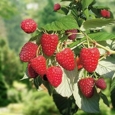 Малина РУБИФОЛ  Малина РУБИФОЛ в Уфе