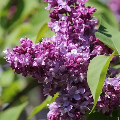 Сирень ИЗОБИЛИЕ  Сирень ИЗОБИЛИЕ в Уфе