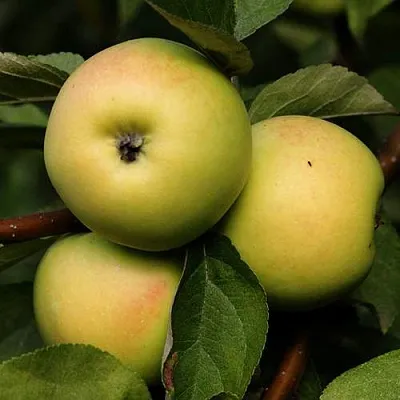 Яблоня ДАНИЛА  Яблоня ДАНИЛА в Уфе