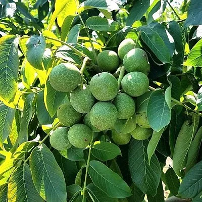 Грецкий орех  ИЗЯЩНЫЙ в Уфе