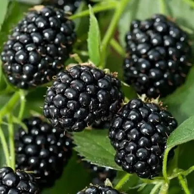 Ежевика ТРИПЛ КРАУН бесшипная  Ежевика ТРИПЛ КРАУН бесшипная в Уфе