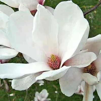 Магнолия АЛЬБА СУПЕРБА в Уфе