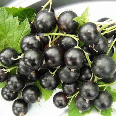 Смородина черная ТИТАНИЯ в Уфе