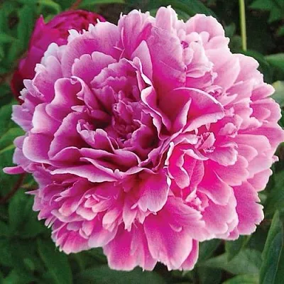 Пион ПУРПУРНАЯ ФЕЕРИЯ травянистый  Пион ПУРПУРНАЯ ФЕЕРИЯ травянистый в Уфе