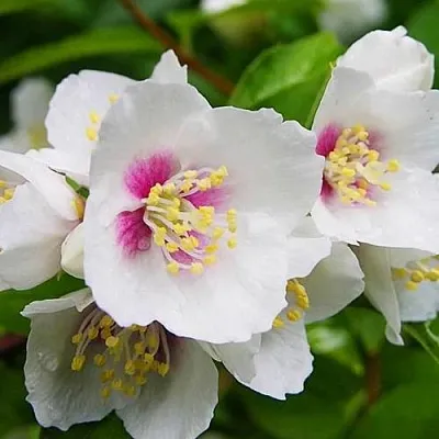 Жасмин БЕЛЬ ЭТУАЛЬ  Жасмин БЕЛЬ ЭТУАЛЬ в Уфе