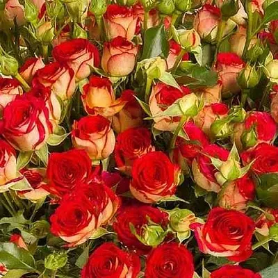 Саженцы роз РУБИЭЛЛА спрей  Саженцы роз РУБИЭЛЛА спрей в Уфе