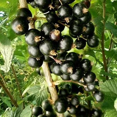 Смородина черная БЕН ТИРЕН  Смородина черная БЕН ТИРЕН в Уфе