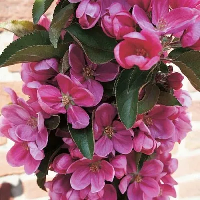 Яблоня ЗЕЛЁНЫЙ БУКЕТ декоративная в Уфе