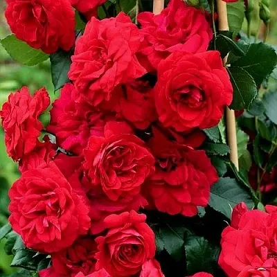 Саженцы роз АМАДЕУС плетистая  Саженцы роз АМАДЕУС плетистая в Уфе