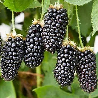 Ежевика КАРАКА БЛЭК  Ежевика КАРАКА БЛЭК в Уфе