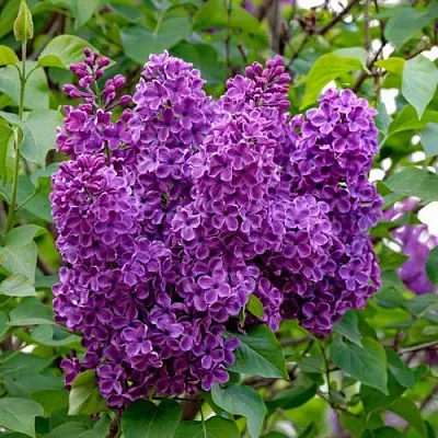 Сирень СУМЕРКИ  Сирень СУМЕРКИ в Уфе