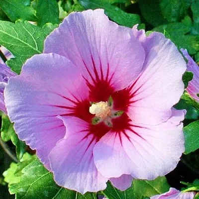 Гибискус ПИНК ФЛИРТ сирийский  Гибискус ПИНК ФЛИРТ сирийский в Уфе