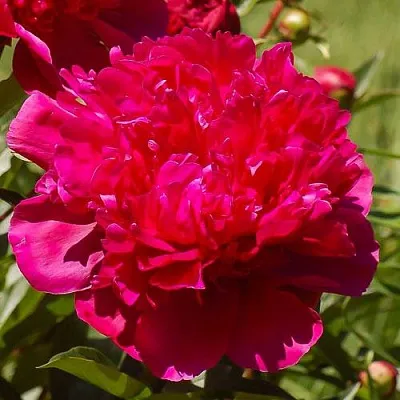 Пион БИГ БЕН травянистый  Пион БИГ БЕН травянистый в Уфе