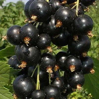 Смородина черная ИСКУШЕНИЕ  Смородина черная ИСКУШЕНИЕ в Уфе