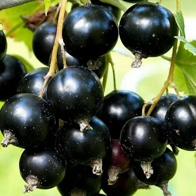 Смородина чёрная СОКРОВИЩЕ в Уфе