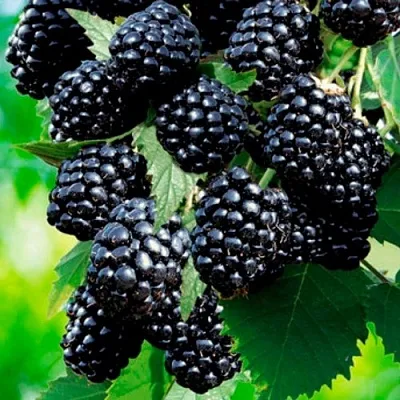 Ежевика ЛОХТЕЙ бесшипная  Ежевика ЛОХТЕЙ бесшипная в Уфе