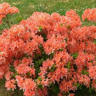 Рододендрон ЯПОНСКИЙ ОРАНЖЕВЫЙ  Рододендрон ЯПОНСКИЙ ОРАНЖЕВЫЙ в Уфе