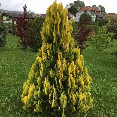 Туя ЕЛЛОУ РИББОН западная в Уфе