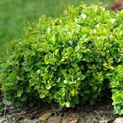 Барбарис КОБОЛЬД тунберга в Уфе