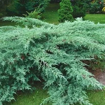 Можжевельник ГРЕЙ ОУЛ виргинский  Можжевельник ГРЕЙ ОУЛ виргинский в Уфе
