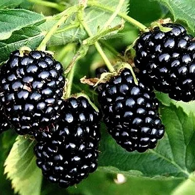 Ежевика ПРАЙМ АРК ТРЕВЕЛЕР ремонтантная  Ежевика ПРАЙМ АРК ТРЕВЕЛЕР ремонтантная в Уфе