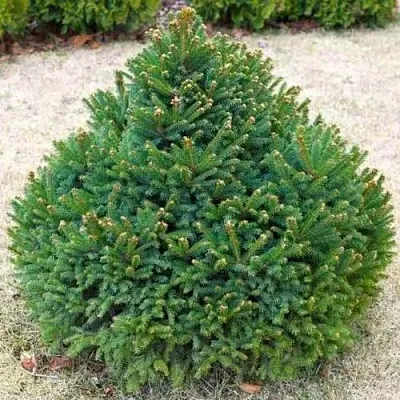 Ель БАРРИ обыкновенная в Уфе